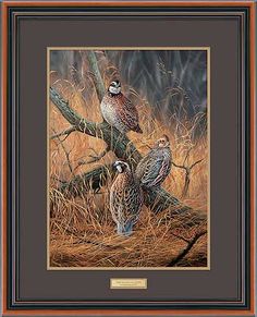 236x291 Paintings Of Quail And Indian Corn Favorite Wildlife Artist - Quail Painting