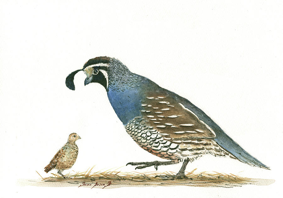 900x630 California Quail Painting By Juan Bosco - Quail Painting