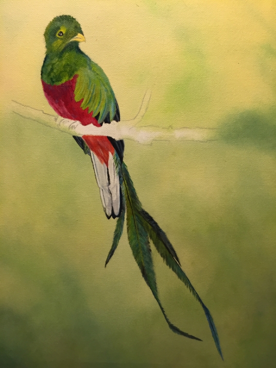 568x757 Quetzal Painting Wildlife Art - Quetzal Painting