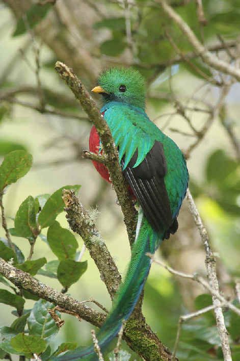 471x708 Quetzal Painting - Quetzal Painting