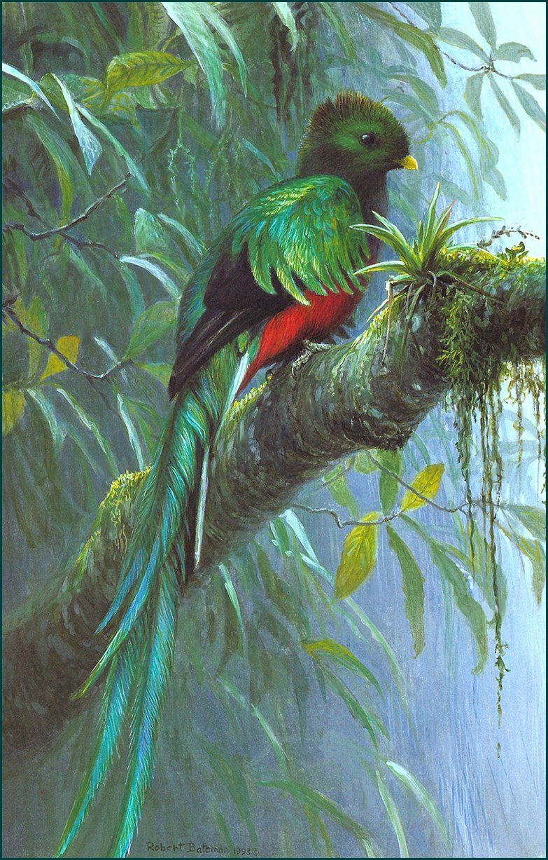 783x1227 Quetzal Paintings - Quetzal Painting