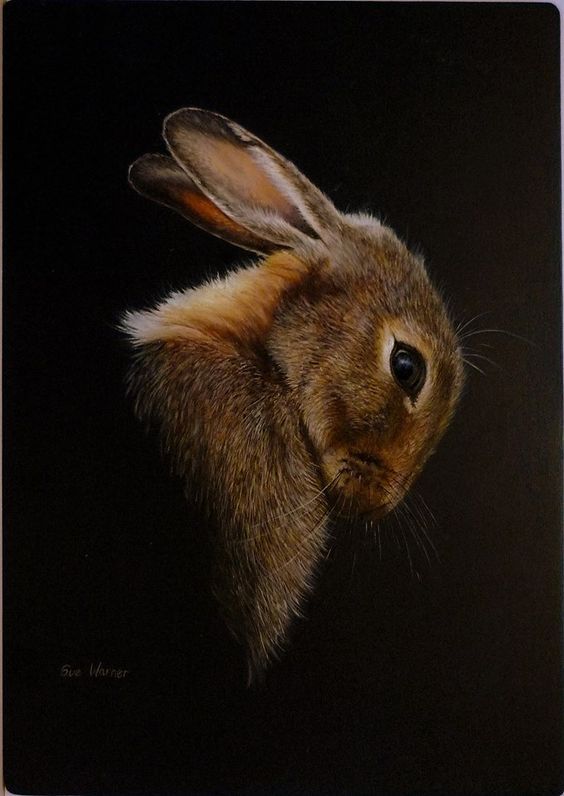 564x796 Mysterious Rabbit! Animals Bunny, Rabbit And Animal - Rabbit Oil Painting