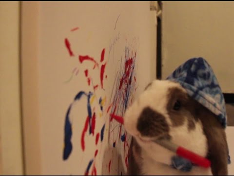 480x360 Painting Bunny Bini The Bunny Does Art! Animals Can Paint - Rabbit Painting