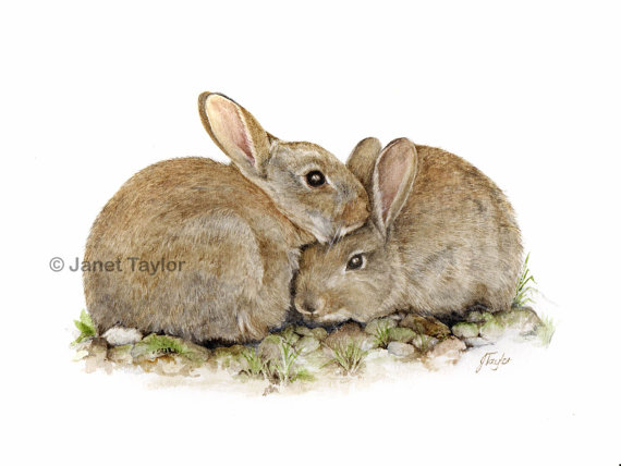 570x428 Rabbit Painting Print Of A Painting By Jan Taylor A Pair - Rabbit Painting