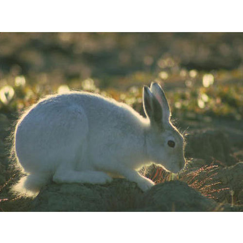 500x500 Wildlife Rabbit Painting - Rabbit Painting Images