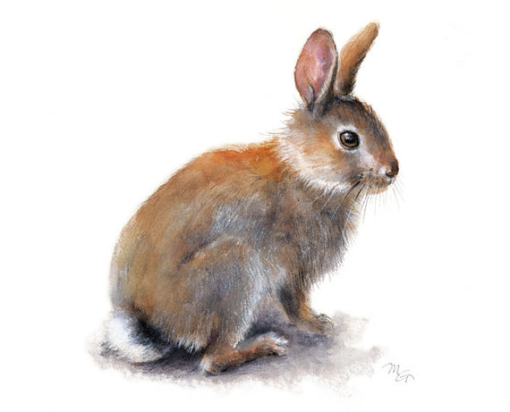 570x461 Rabbit Archival Print Of Watercolor Painting. Art Print. - Rabbit Watercolor Painting