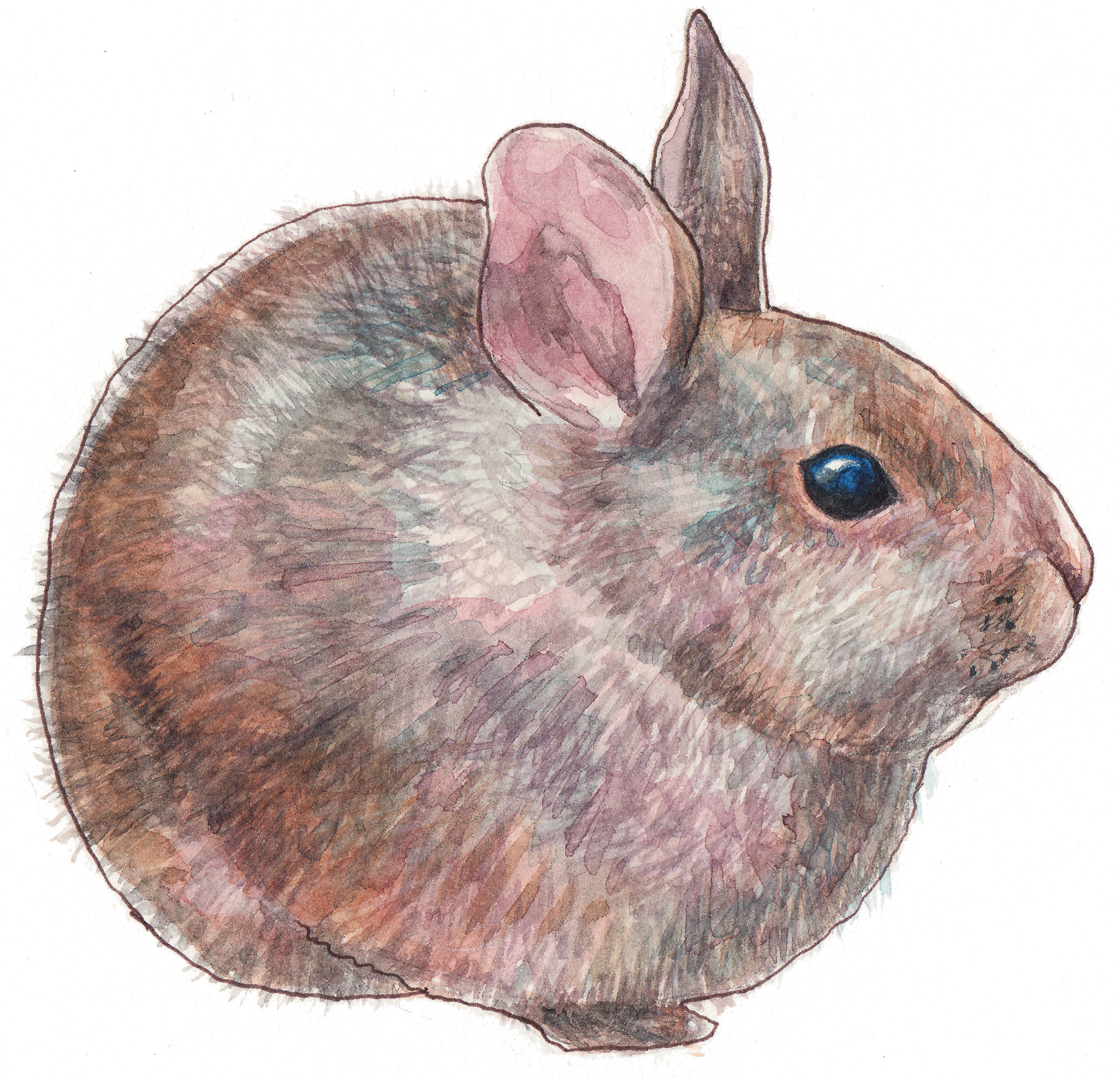 2300x2216 Volcano Rabbit ,watercolor Painting - Rabbit Watercolor Painting