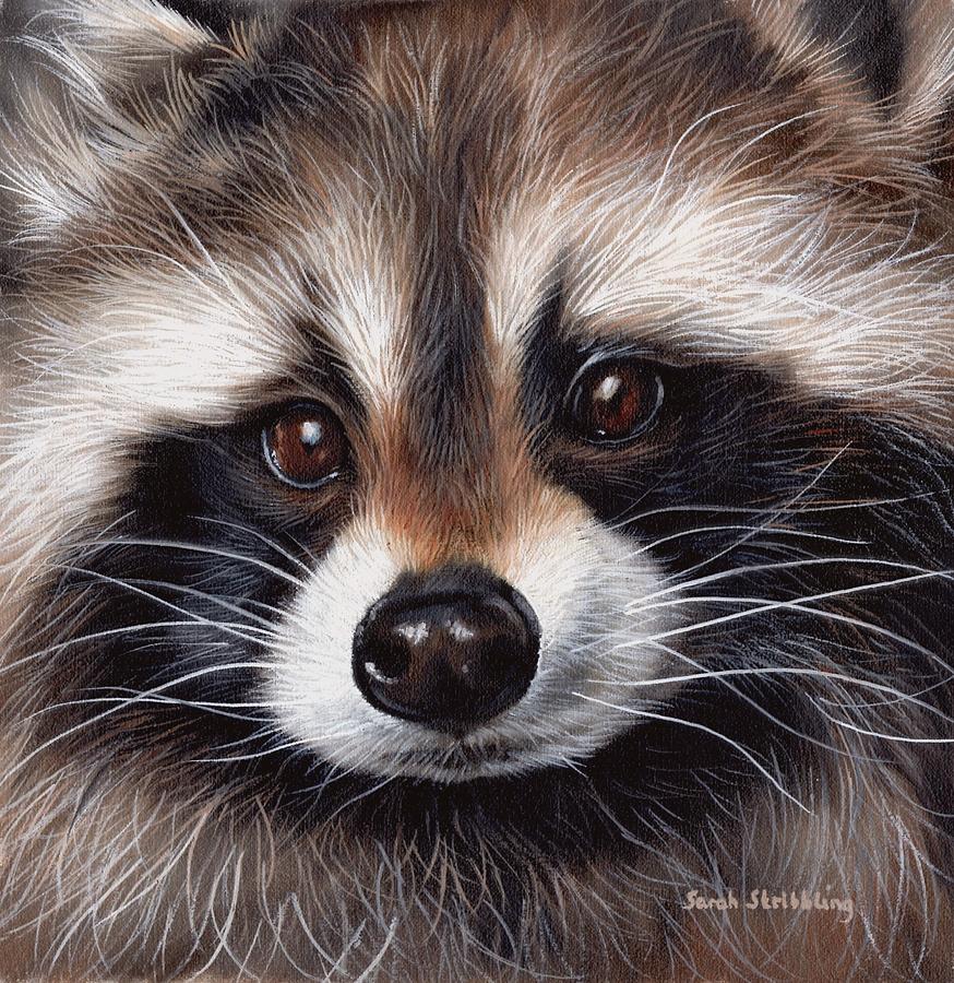874x900 Raccoon Painting By Sarah Stribbling - Raccoon Painting