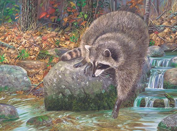 570x423 Raccoon Wall Decor, Raccoon Canvas Art, Large Raccoon Painting - Raccoon Painting