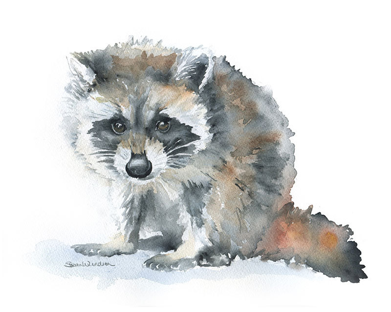 800x640 Raccoon Watercolor Painting Giclee Print 10 X 8 Nursery Art - Raccoon Painting