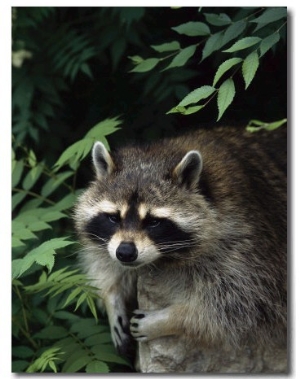 300x379 Raccoonraccoon Oil Paintingreproductions,handmade,gallery - Raccoon Painting