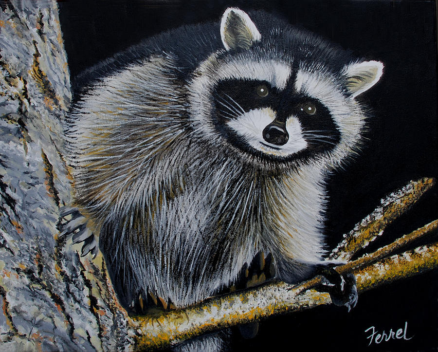 900x723 Rocky Raccoon Painting By Ferrel Cordle - Raccoon Painting