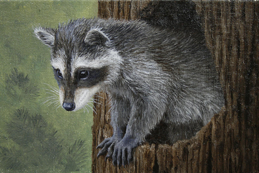 900x600 Baby Raccoon Painting By Crista Forest - Raccoon Painting