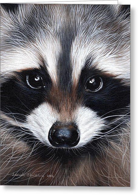 455x646 Raccoon Acrylic Painting Raccoon Painting By Sarah Stribbling - Raccoon Painting