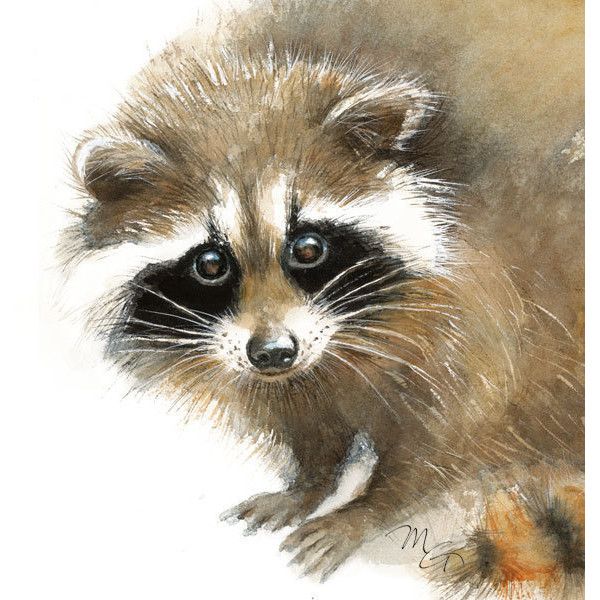 600x600 Pin By Dru Dempsey On My Polyvore Finds Raccoons - Raccoon Painting
