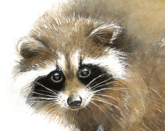 340x270 Raccoon Watercolor Baby Raccoon Painting Art Print Home - Racoon Painting
