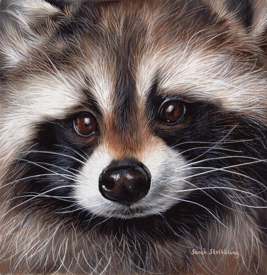 874x900 How To Draw A Raccoon - Racoon Painting