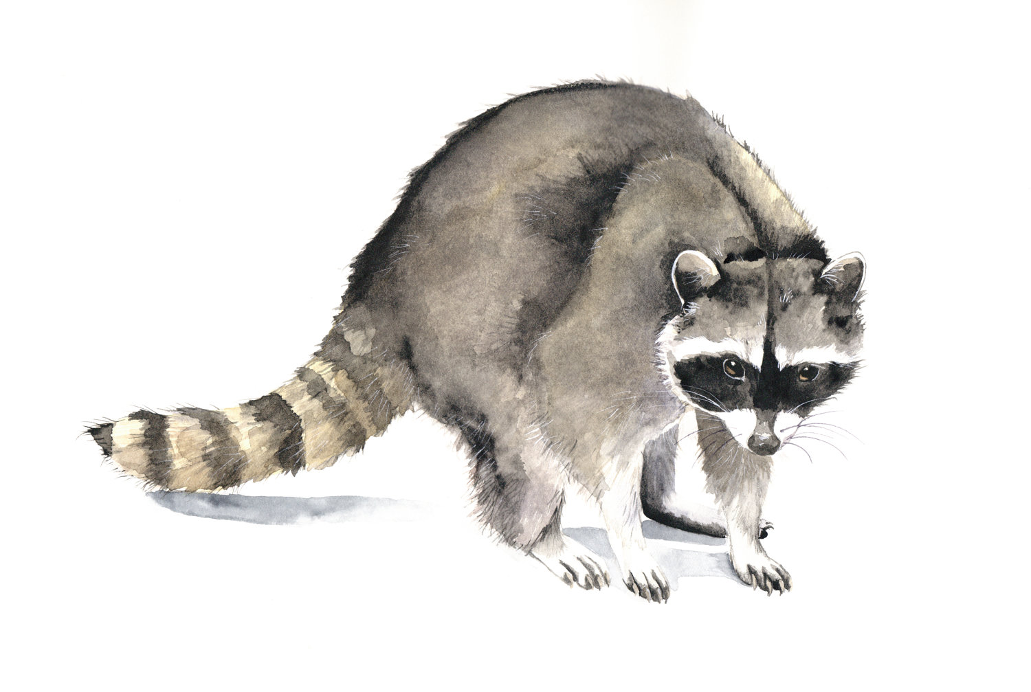 1500x1007 High Tech Raccoon Pictures To Print Beautiful - Racoon Painting