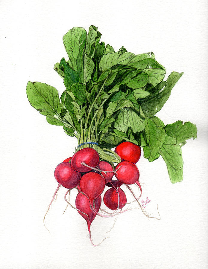 695x900 Radish Painting By Swati Singh - Radish Painting