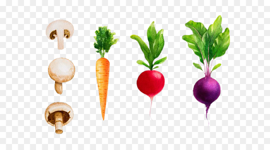 900x500 Radish Vegetable Watercolor Painting Beetroot - Radish Painting