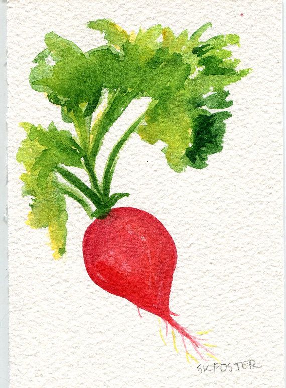570x773 Radish Watercolor Painting , Food Wall Art 4 X 6, Small Kitchen - Radish Painting
