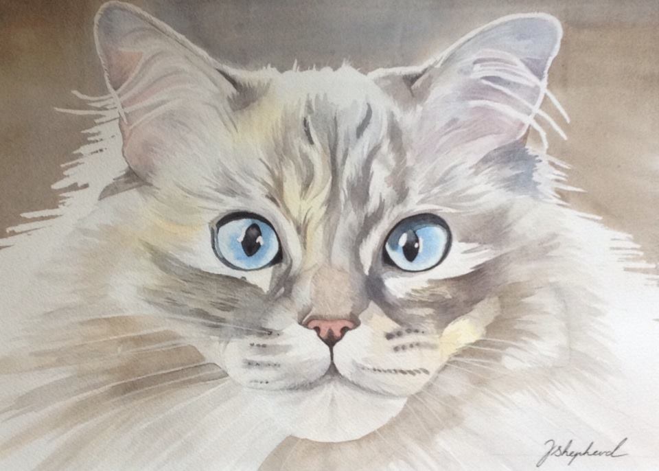 960x686 Jo Shepherd - Ragdoll Cat Painting