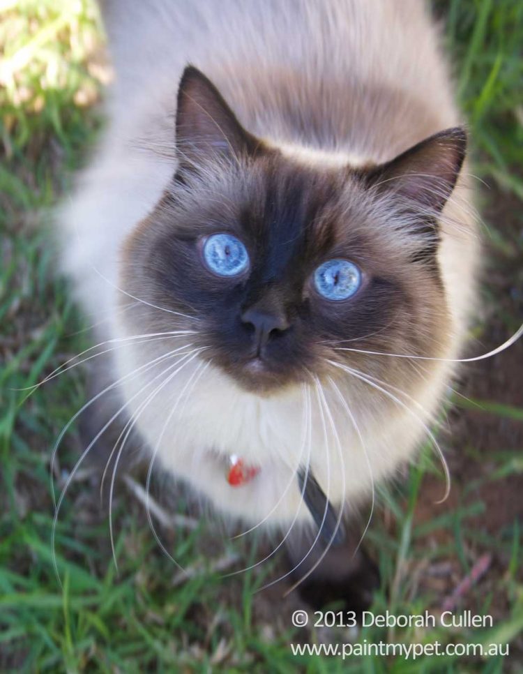 750x966 Puppy - Ragdoll Cat Painting