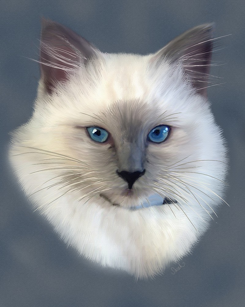 800x1000 Ragdoll Cat Painting By Sarahbob Redbubble - Ragdoll Cat Painting