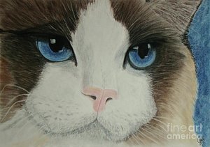 300x211 Ragdoll Cat Paintings Fine Art America - Ragdoll Cat Painting