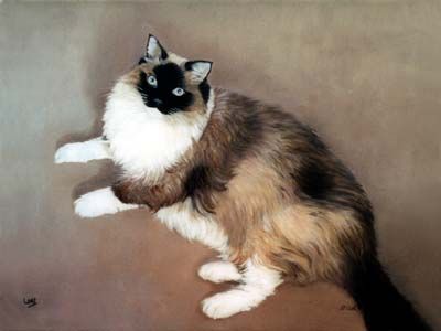 400x300 Cat Portraits - Ragdoll Cat Painting