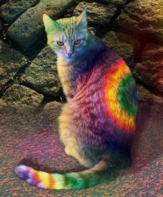 236x285 25 Best Rainbow Cats Images On Kittens, Pastel Colours - Rainbow Cat Painting