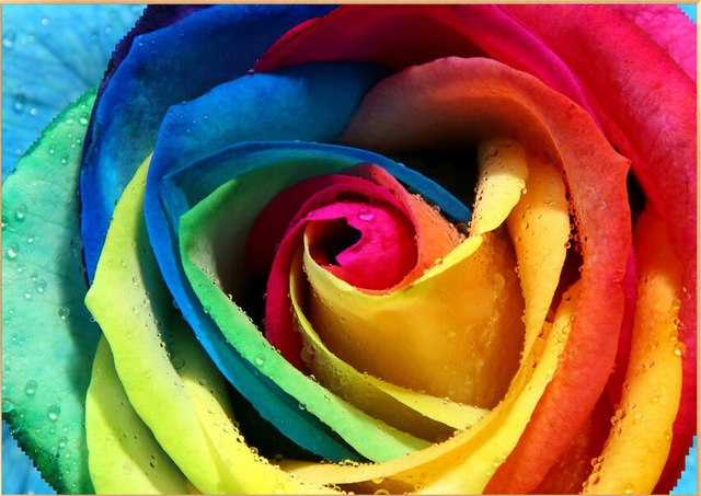 640x453 Buy 3040 Cm Frameless Oil Painting Canvas - Rainbow Rose Painting