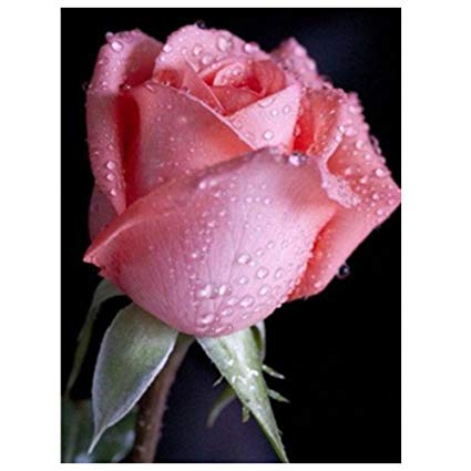 425x425 Tomtopp Rainbow Rose Painting 5d Diy Diamond Embroidery Cross - Rainbow Rose Painting