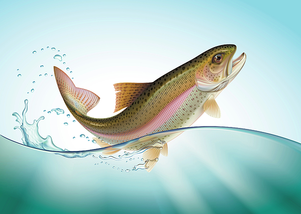 600x428 Jumping Rainbow Trout Digital Art By Artem Efimov - Rainbow Trout Jumping Painting