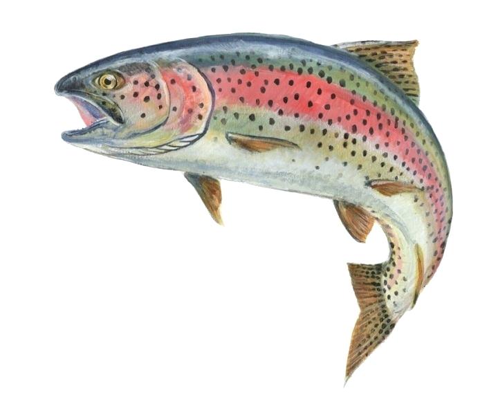 Rainbow Trout Jumping Painting at Explore