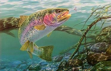 373x240 Swim Meet - Rainbow Trout Jumping Painting