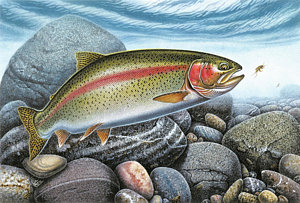 300x203 Trout Paintings Fine Art America - Rainbow Trout Jumping Painting