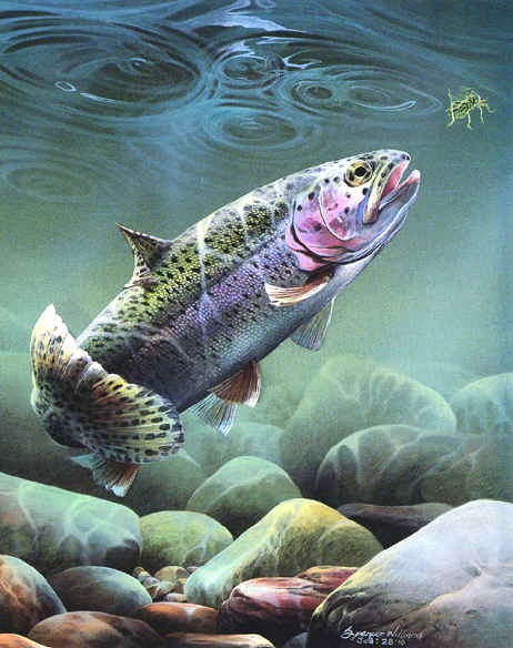 Rainbow Trout Jumping Painting at PaintingValley.com | Explore ...