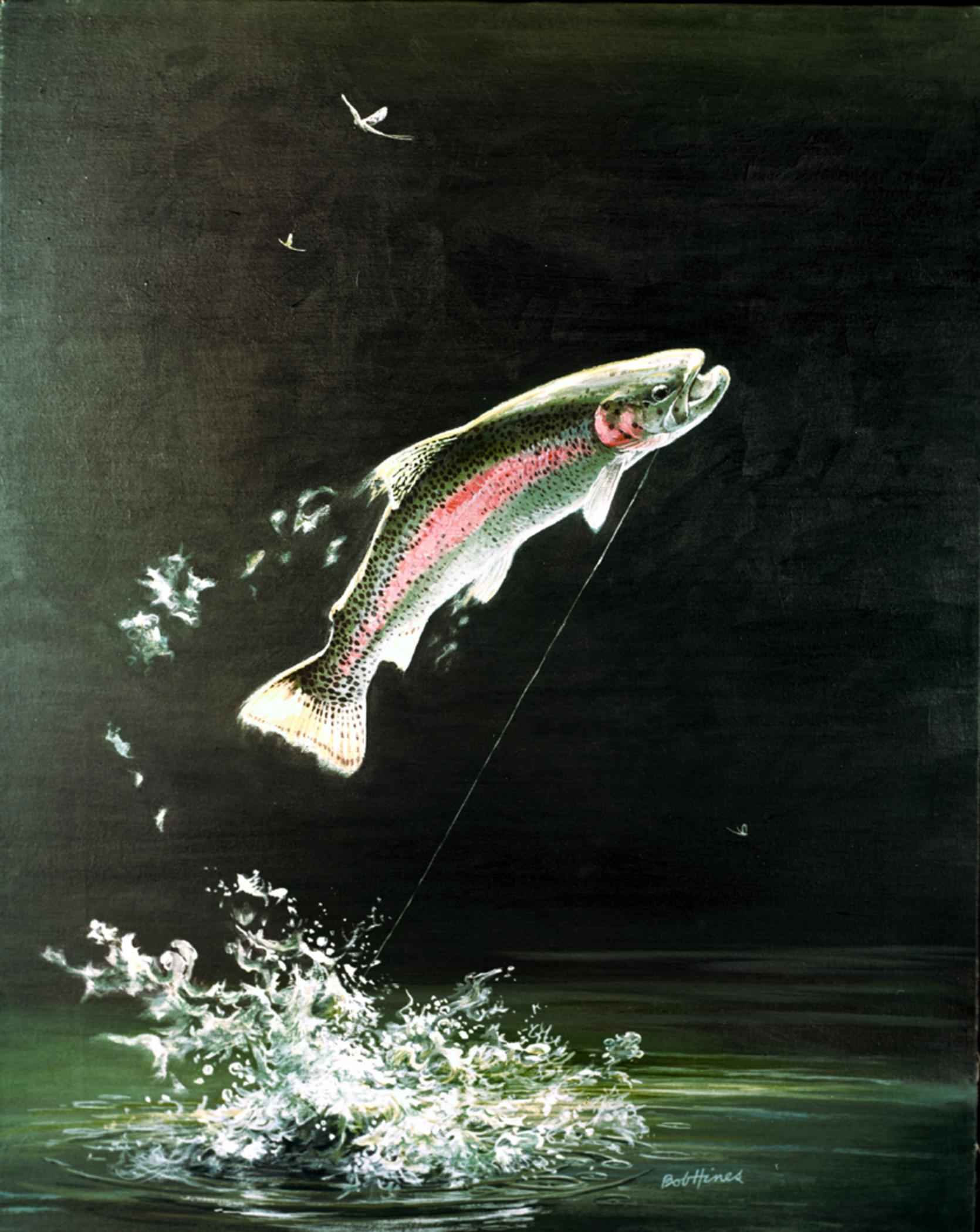 1670x2100 Filerainbow Trout Fish Salmo Gairdneri.jpg - Rainbow Trout Jumping Painting