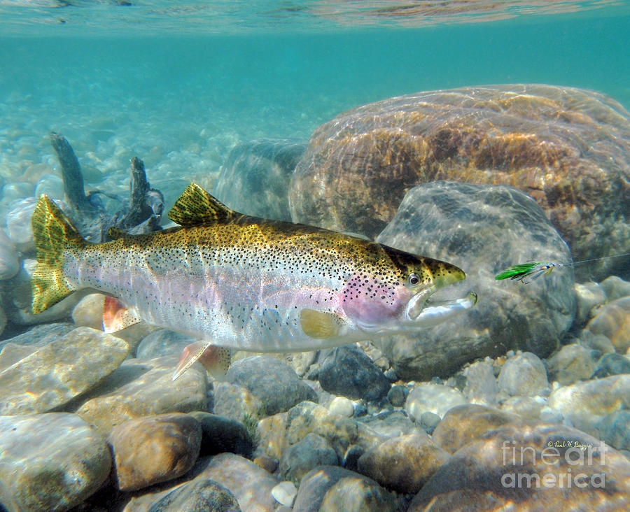 Rainbow Trout Painting at PaintingValley.com | Explore collection of ...