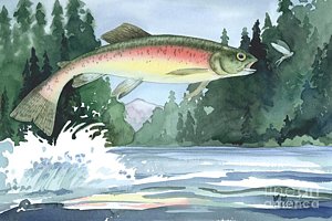300x200 Rainbow Trout Painting By Paul Brent - Rainbow Trout Painting