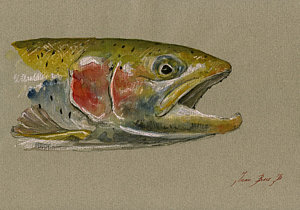 300x210 Rainbow Trout Paintings Fine Art America - Rainbow Trout Painting