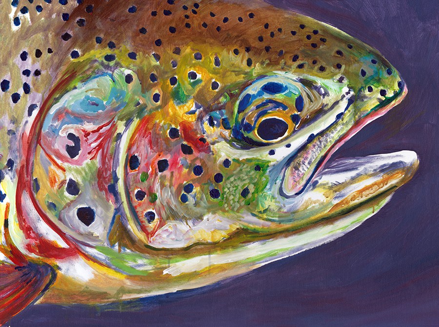 900x671 Rainbow Trout Close Up Wall Art Print Purple Jack Tarpon Art - Rainbow Trout Painting