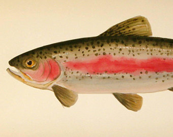 Rainbow Trout Painting At Paintingvalley Com Explore Collection