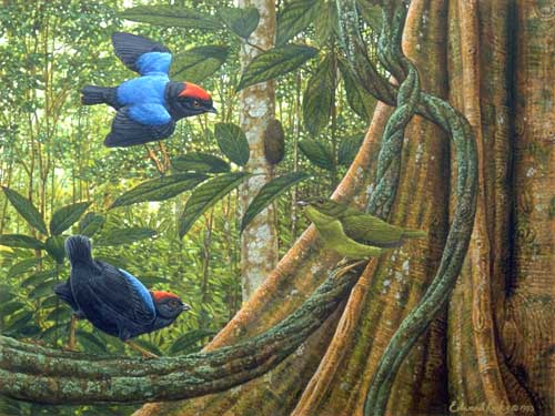 500x375 Rainforest Artists Home - Rainforest Painting