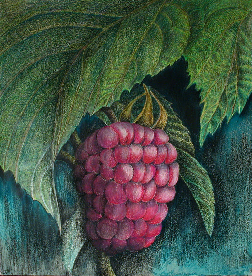 822x900 Raspberry Painting By Sandy Clift - Raspberry Painting