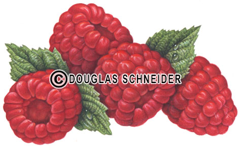 475x298 Sito Artchive - Raspberry Painting