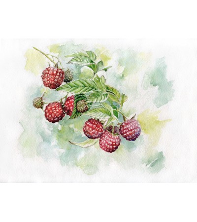 400x450 Watercolor Painting Of Raspberry - Raspberry Painting