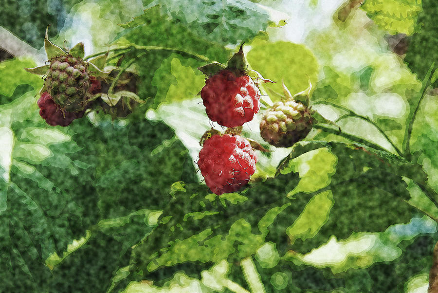 900x602 Raspberry Bush Painting By Tatiana Tyumeneva - Raspberry Painting