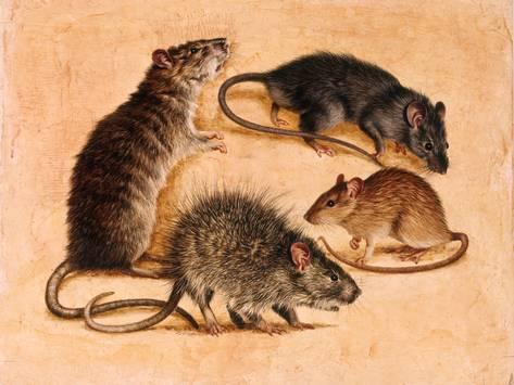 473x355 A Painting Of Four Rat Species Giclee Print By William H. Bond - Rat Painting
